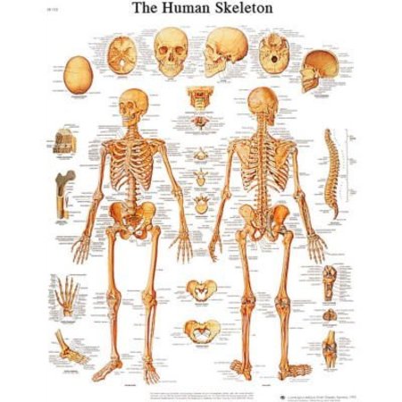 FABRICATION ENTERPRISES 3B® Anatomical Chart - Skeleton, Sticky Back 12-4620S